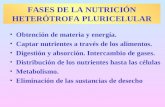 FASES DE LA NUTRICIÓN HETERÓTROFA PLURICELULAR Obtención de materia y energía. Captar nutrientes a través de los alimentos. Digestión y absorción. Intercambio.
