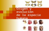 Origen y evolución de la especie humana. Características generales de los Primates Están adaptados a la vida en el bosque tropical. En la actualidad,