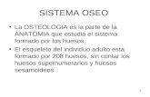1 SISTEMA OSEO La OSTEOLOGIA es la parte de la ANATOMIA que estudia el sistema formado por los huesos. El esqueleto del individuo adulto esta formado por.