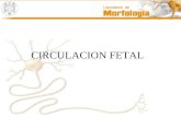 CIRCULACION FETAL. Desarrollo fetal ETAPAS DEL DESARROLLO FETAL : Blastogénesis : Ocupa las dos primeras semanas postfecundación : Preimplantación Implantación.