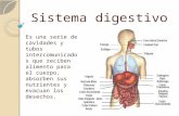Sistema digestivo Es una serie de cavidades y tubos intercomunicados que reciben alimento para el cuerpo, absorben sus nutrientes y evacuan los desechos.
