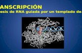 TRANSCRIPCIÓN Síntesis de RNA guiada por un templado de DNA.
