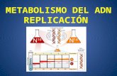 METABOLISMO DEL ADN REPLICACIÓN. Tres Modelos de Replicación.