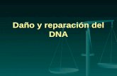 Daño y reparación del DNA. Daño al DNA Cambios en la secuencia debidos a: Cambios en la secuencia debidos a: Errores en la replicación.(Dna pol) Errores.