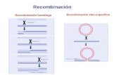 Recombinación homóloga Recombinación sitio-específico Recombinación.
