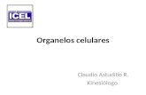 Organelos celulares Claudio Astudillo R. Kinesiólogo.