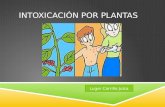 Intoxicación por plantas