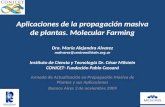 Aplicaciones de la propagación masiva de plantas. Molecular Farming Dra. María Alejandra Alvarez malvarez@centromilstein.org.ar Instituto de Ciencia y.