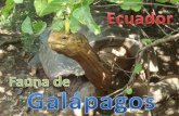 Fauna de Gálapagos