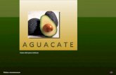 Agricultura (aguacate)