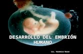 Desarrollo Del EmbrióN Humano