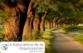 La Naturaleza de la Organización Josué Lozano 1. SEMILLA 2.