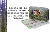 CAUSAS DE LA DEFORESTACIÓN Y DEGRADACIÓN DE LOS BOSQUES DE CHIAPAS.