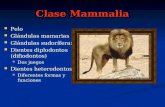 Clase Mammalia Pelo Pelo Glándulas mamarias Glándulas mamarias Glándulas sudoríferas Glándulas sudoríferas Dientes diplodontos (difiodontos) Dientes diplodontos.