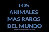 LOS ANIMALES MAS RAROS DEL MUNDO (Para saber más clic-a en el nombre de cada animal)
