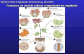Muerte celular programada. Senescencia y abscisión Procesos de muerte celular programada en vegetales.