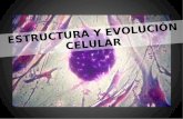 ESTRUCTURA Y EVOLUCIÓN CELULAR. Célula Una célula (del latín cellula, diminutivo de cellam, celda, cuarto pequeño) es la unidad morfológica y funcional.