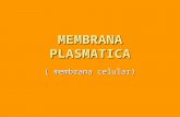MEMBRANA PLASMATICA ( membrana celular). MEMBRANA PALASMATICA Concepto : (modelo de mosaico fluido) Concepto : (modelo de mosaico fluido) Es una estructura.
