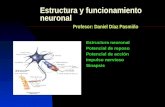 Estructura y funcionamiento neuronal Profesor: Daniel Díaz Pasmiño Estructura neuronal Potencial de reposo Potencial de acción Impulso nervioso Sinapsis.