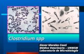 Clostridium spp Siever Morales Cauti Médico Veterinario – UNMSM Laboratorio de Microbiología.