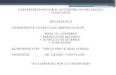 UNIVERSIDAD NACIONAL AUTÓNOMA DE NICARAGUA UNAN-LEÓN PSICOLOGÍA II COMPONENTE CURRICULAR: BIOPSICOLOGÍA TEMA: EL CEREBELO ESTRUCTURA EXTERNA EXTRUCTUTA.