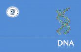 El ácido desoxirribonucleico, frecuentemente abreviado como ADN (y también DNA, del inglés deoxyribonucleic acid), es un tipo de ácido nucleico, una macromolécula.