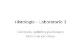 Histología – Laboratorio 3 Glándulas, epitelios glandulares Glándulas exocrinas.