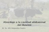 Abordaje a la cavidad abdominal del Bovino M. Sc. MV Alejandra Castro.