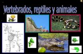 Los Vertebrados se dividen en 5 grupos. Los reptiles, mamíferos, peces, anfibios y aves. Hay mas de 40.000 especies de vertebrados y tienen esqueleto.