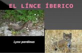 Lynx pardinus. Orden: Carnívora (carnívoros). Familia: Félidos. Género: Lynx Especie: Lynx pardinus (Temminck, 1827) Longitud de la cabeza y cuerpo, sin.