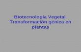 Biotecnología Vegetal Transformación génica en plantas.