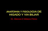 ANATOMIA Y FISIOLO GIA DE HIGADO Y VIA BILIAR Dr. Marcos A Velasco Pérez.