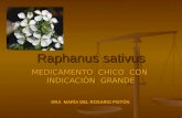 Raphanus sativus MEDICAMENTO CHICO CON INDICACIÒN GRANDE DRA MARÌA DEL ROSARIO PISTÓN.