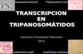 TRANSCRIPCION EN TRIPANOSOMÁTIDOS Verónica Fernández Mancebo 2011 Trypanosoma brucei Trypanosoma cruci Leishmania major Leishmania mexicana.