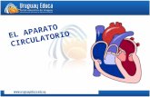 EL APARATO CIRCULATORIO. 1 APARATO CIRCULATORIO Constituido por CORAZÓNVASOS SANGUÍNEOS Constituido por Dos Aurículas Dos Ventrículos arterias venas capilares.