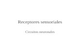 Receptores sensoriales Circuitos neuronales. Tipos de neuronas según su función.