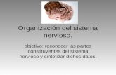 Organización del sistema nervioso. objetivo: reconocer las partes constituyentes del sistema nervioso y sintetizar dichos datos.