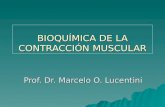 BIOQUÍMICA DE LA CONTRACCIÓN MUSCULAR Prof. Dr. Marcelo O. Lucentini.