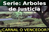 1 Serie: Arboles de Justicia ¿CARNAL O VENCEDOR?.
