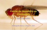 Patrón de desarrollo en Drosophila Tanya González Bibliografía básica: Gilbert, S. 2003.