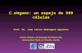 C. elegans: un espejo de 959 células Prof. Dr. Juan Carlos Rodríguez Aguilera Centro Andaluz de Biología del Desarrollo, Universidad Pablo de Olavide,