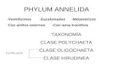 PHYLUM ANNELIDA -Vermiformes -Eucelomados -Metaméricos -Con anillos externos-Con larva trocófora TAXONOMÍA CLASE POLYCHAETA CLASE OLIGOCHAETA CLASE HIRUDINEA.