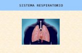 SISTEMA RESPIRATORIO. Formación de los esbozos pulmonares Comienza a partir de la cuarta semana. Se forma el divertículo proveniente del intestino anterior.