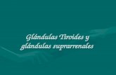 Glándulas Tiroides y glándulas suprarrenales. Anatomía de las glándulas suprarrenales.