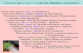Categorías sistemáticas en plantas superiores División (divisio, phylum): -phyta. Ej. Spermatophyta Subdivisión (subdivisio, subphylum): -phytina. Ej.