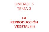 UNIDAD 5 TEMA 3 LA REPRODUCCIÓN VEGETAL (II). ALBUMEN Plúmula.