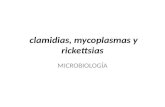 Clamidias, mycoplasmas y rickettsias MICROBIOLOGÍA.