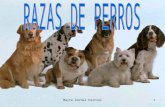 Mayte Anchel Ferriol1. 2 •Es una raza de perro pequeña originaria de Inglaterra, establecida como tal a finales del siglo XIX. No obstante, a pesar de.