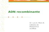 ADN recombinante Dr. Luis A. Mora B. Cátedra de Bioquímica UCIMED.