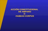 ACCIÓN CONSTITUCIONAL DE AMPARO O HABEAS CORPUS. CONCEPTO Es la acción constitucional establecida para ser interpuesta por el afectado o por cualquier.